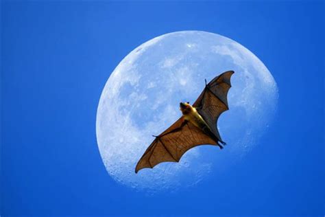 風水師傅推薦 夢見 蝙蝠